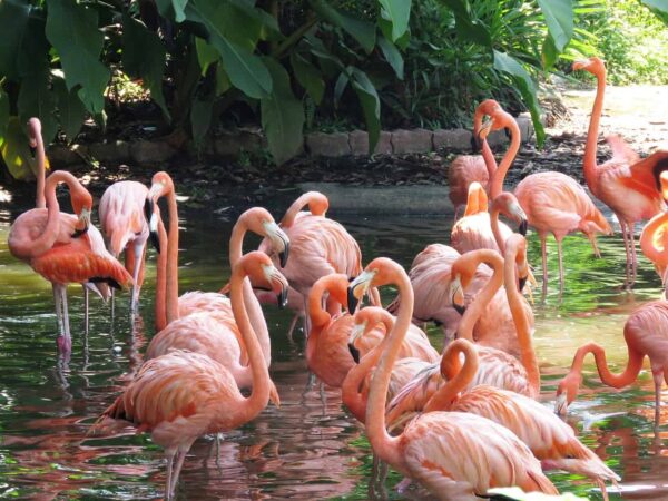 come fotografare gli uccelli