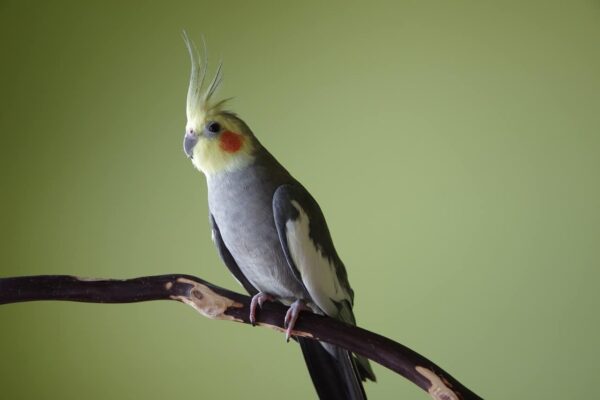 come fotografare gli uccelli