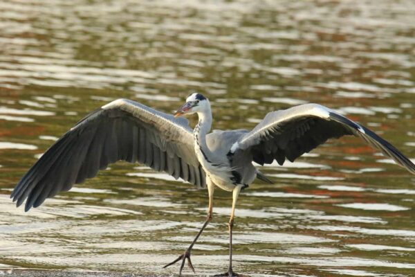 come fotografare gli uccelli
