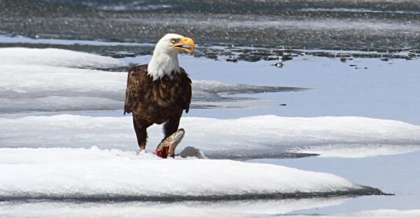 come fotografare gli uccelli