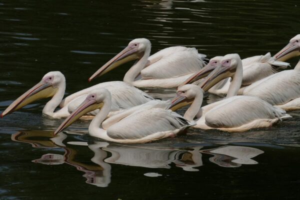 come fotografare gli uccelli