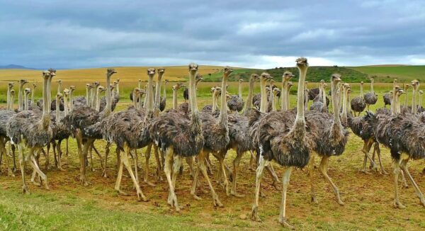 come fotografare gli uccelli