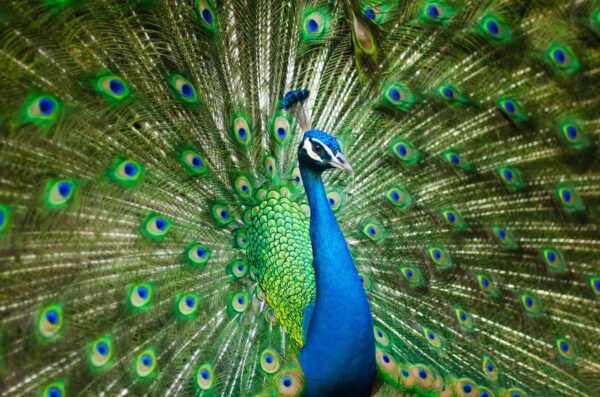 come fotografare gli uccelli