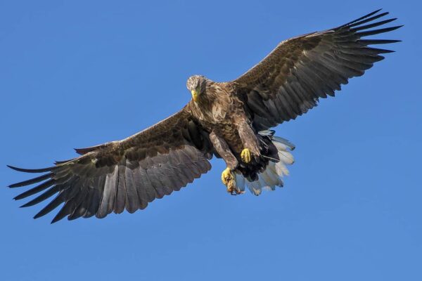 come fotografare gli uccelli