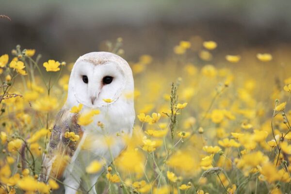 come fotografare gli uccelli