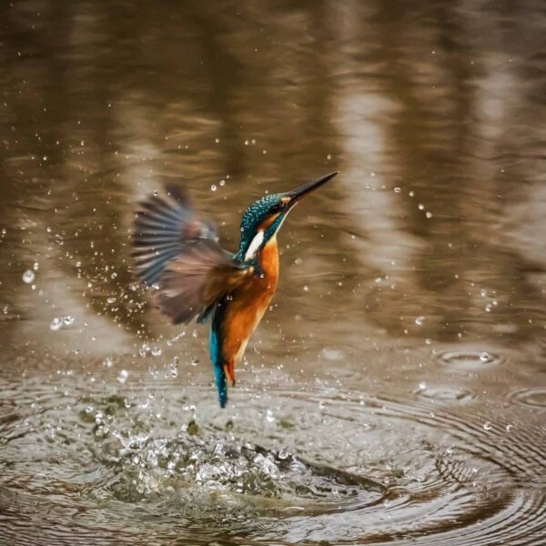 come fotografare gli uccelli