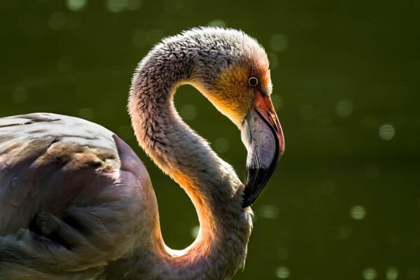 come fotografare gli uccelli