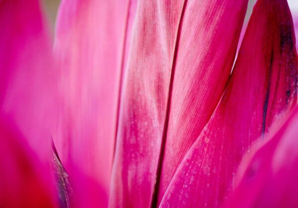 fotografia astratta di fiori