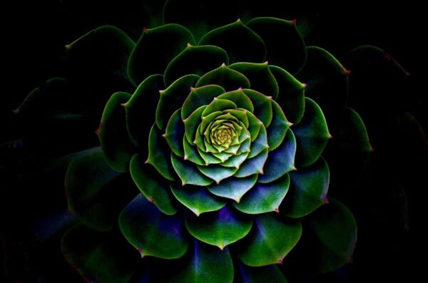 fotografia astratta di fiori