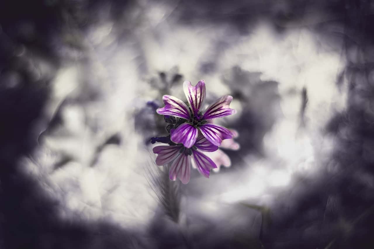 fotografia astratta di fiori