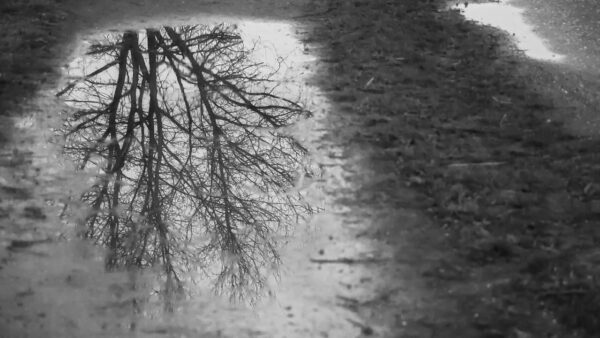 immagini riflesse nelle pozzanghere