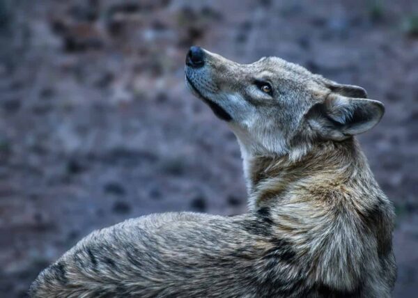Fotograre la fauna selvatica