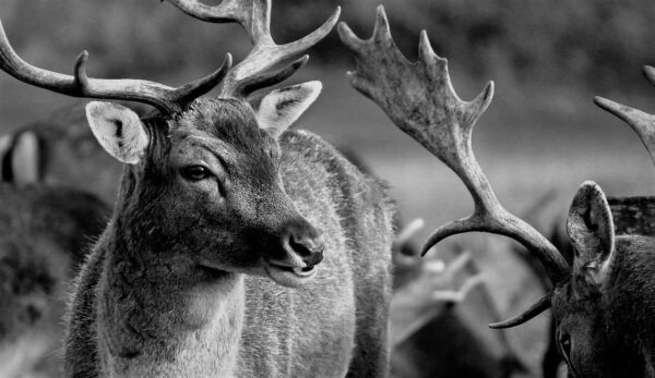 fotografia naturalistica migliorare la fotografia naturalistica