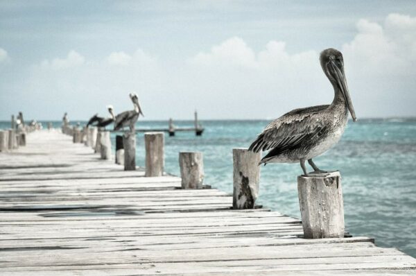 fotografia naturalistica