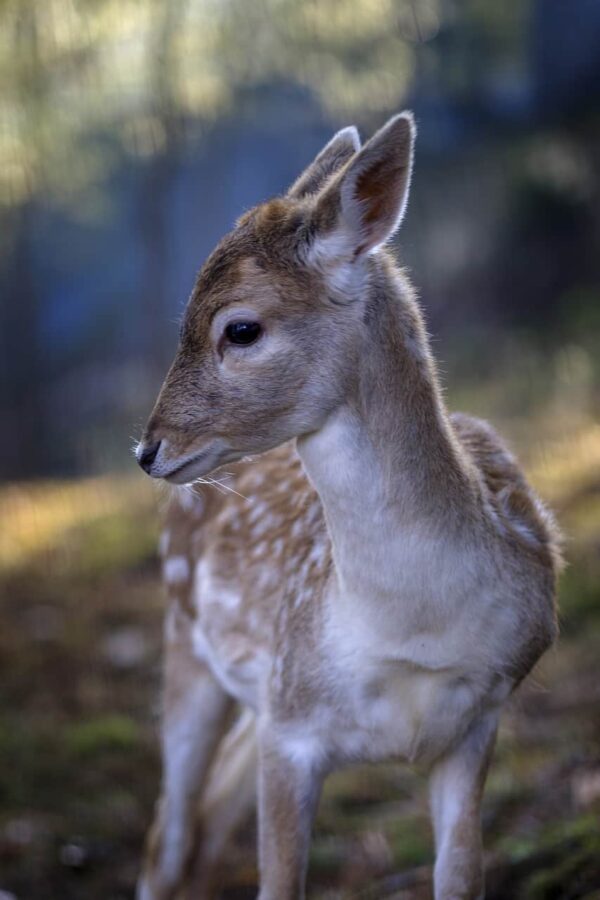 fotografia della natura
