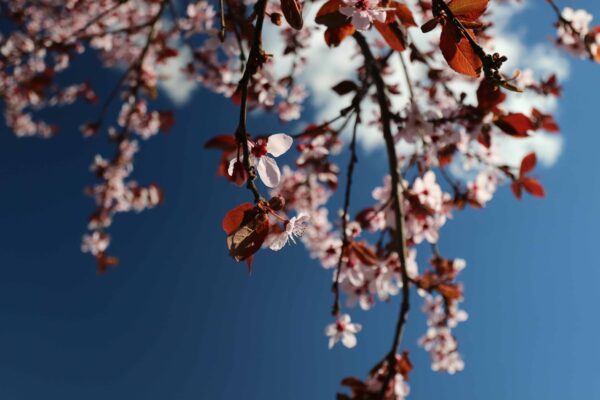 filtro polarizzatore