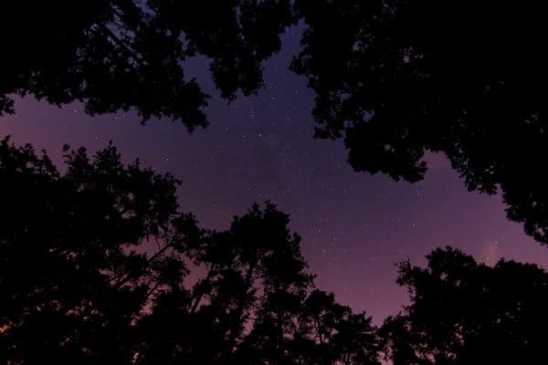 Looking up at the purple sky in the forest