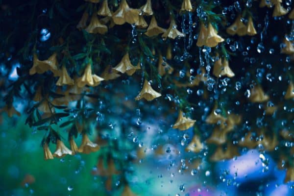 rain, flowers, bloom