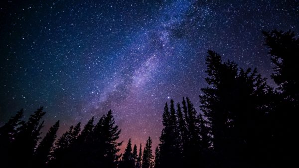 Trees against purple night sky