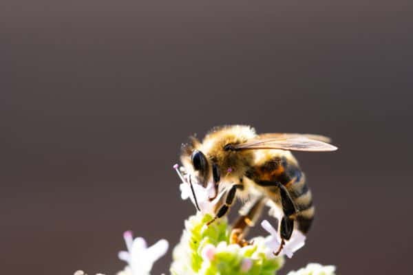 Pollinating bee