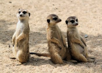 7 errori da evitare quando si fotografa la fauna selvatica