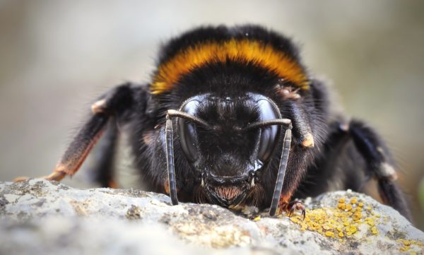 Insect humfotografie di apimel fictional close up