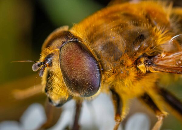 fotografie di api migliorare la fotografia macro