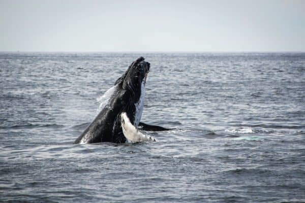7 errori da evitare quando si fotografa la fauna selvatica