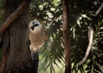 fotografia di uccelli