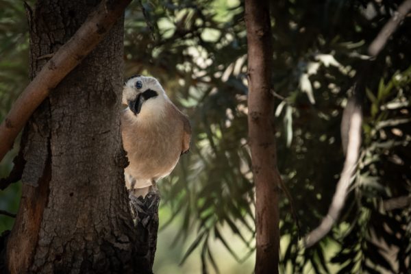 fotografia di uccelli