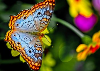 Butterfly encounter at CNC