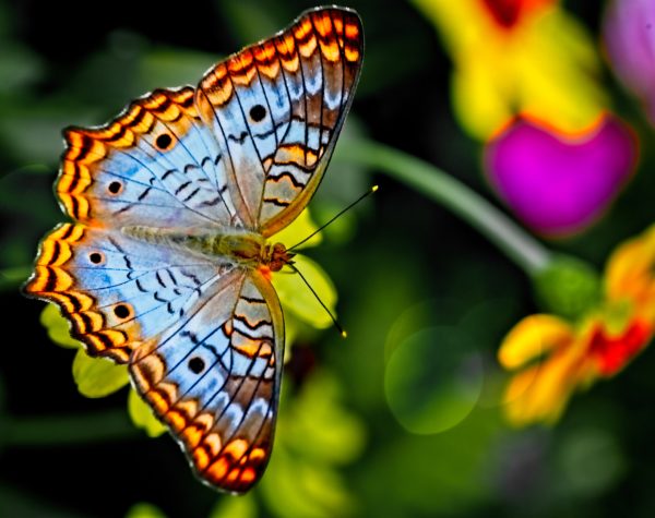 Butterfly encounter at CNC