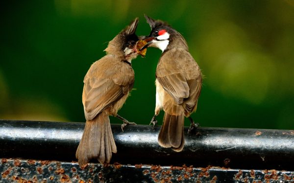 fotografia di uccelli