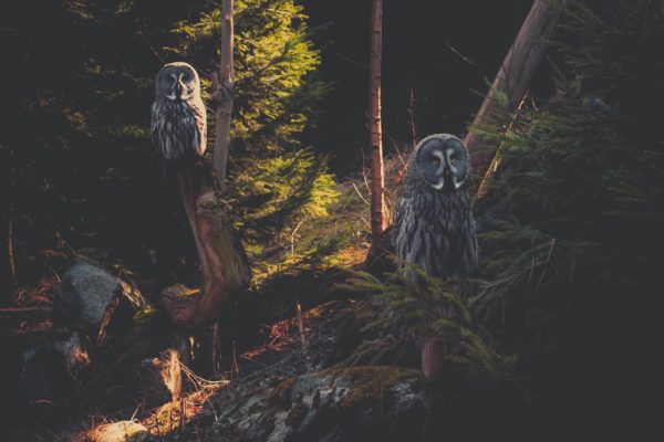 fotografia di uccelli