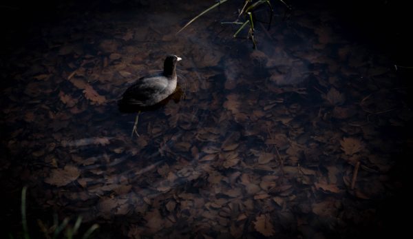 fotografia di uccelli