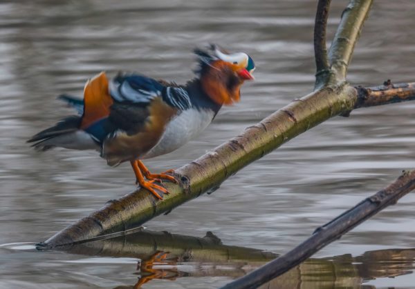 fotografia di uccelli