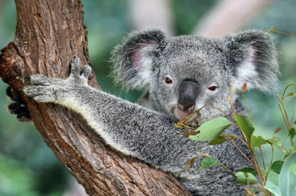 australia