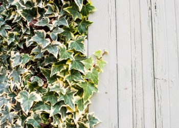 contrasto concettuale