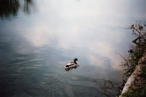 white and black duck on water