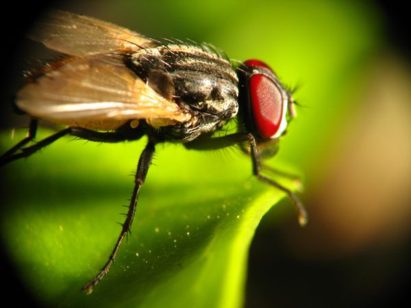 Reverse Lens Macro