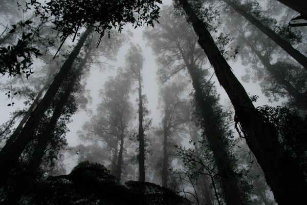 foto in bianco e nero