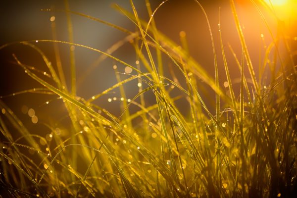 fotografare la natura nel tuo cortile