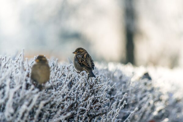 Guida completa alla fotografia invernale