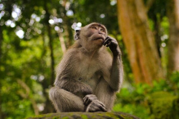 I shot this in Monkey Forest Bali, Indonesia. I saw the monkey just sat and give it a good shoot, this came out from the camera.