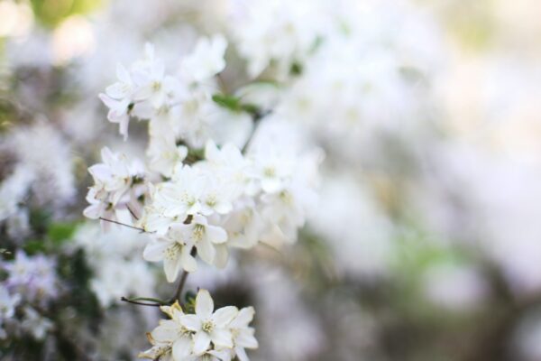 freelensing