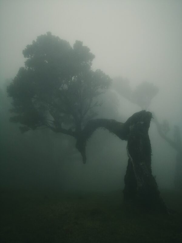 fotografia con la nebbia | fotografare con la nebbia