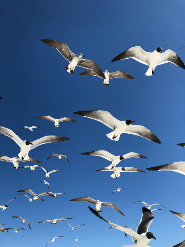 fotograre uccelli in volo
