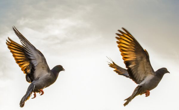fotograre uccelli in volo