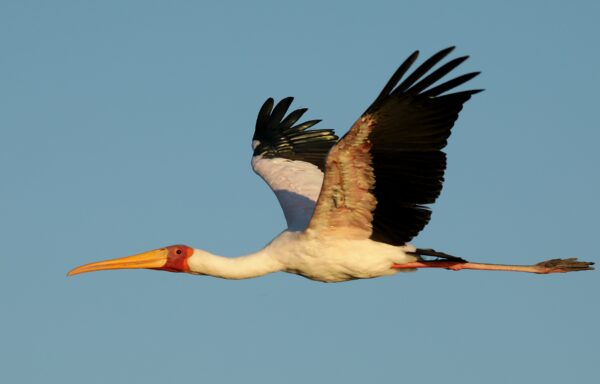 fotograre uccelli in volo