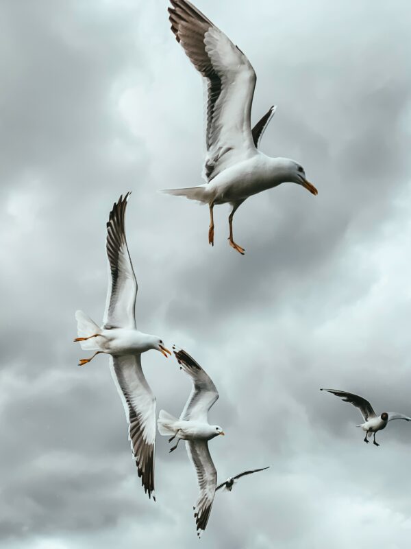 fotograre uccelli in volo